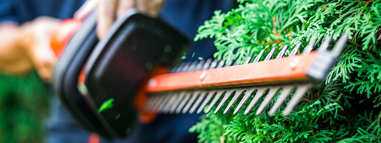 A Beginner’s Guide To Hedge Trimming
