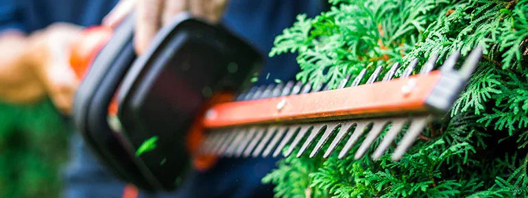 Close-up of electric hedge trimmer cutting green evergreen shrub in garden maintenance