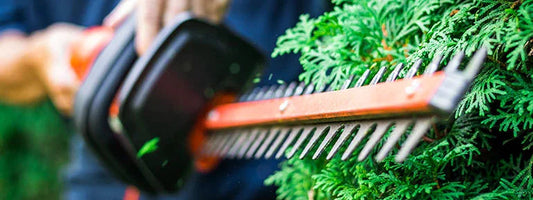Close-up of electric hedge trimmer cutting green evergreen shrub in garden maintenance