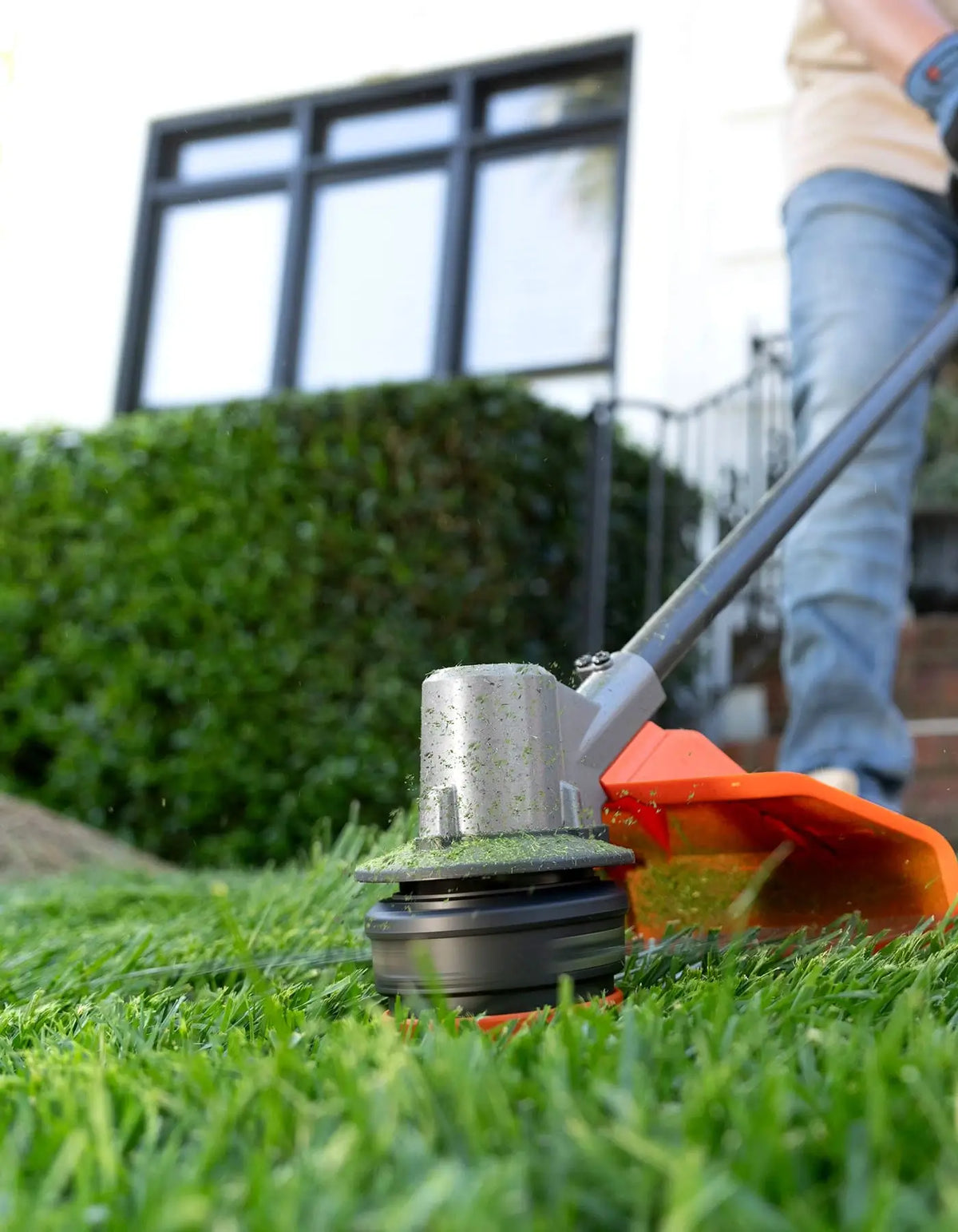 A fresh summer yard